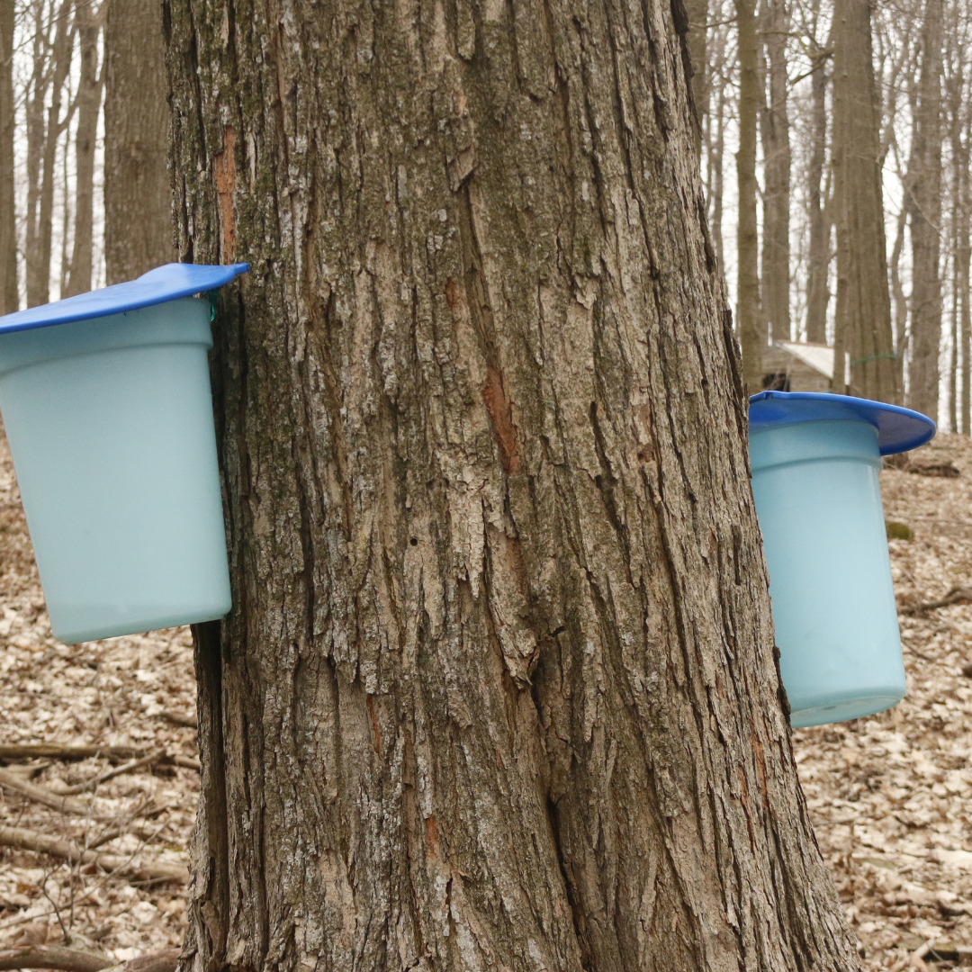 2026 Maple Syrup Experience