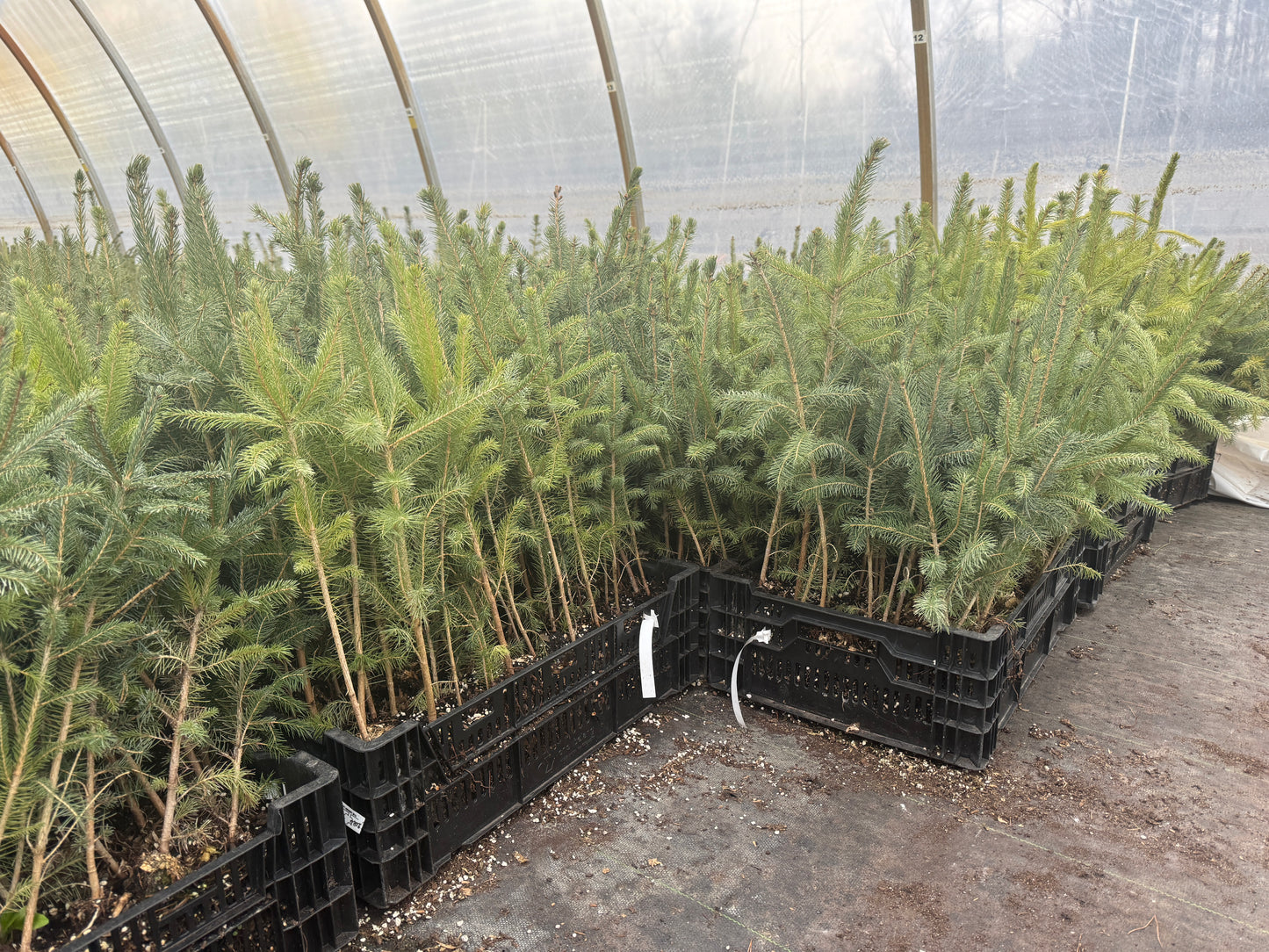 Norway Spruce Seedlings