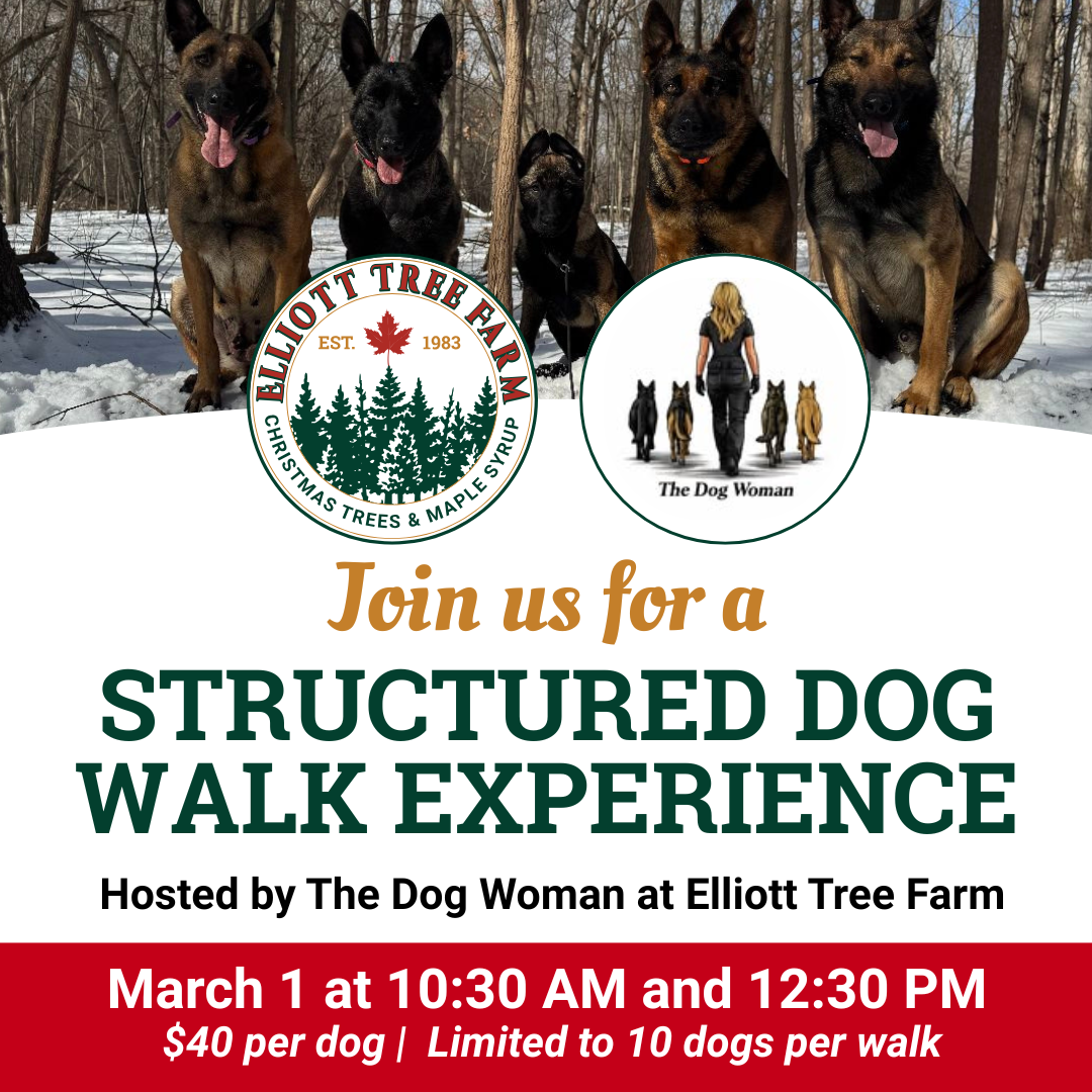 Structured Dog Walk Experience in collaboration with The Dog Woman
