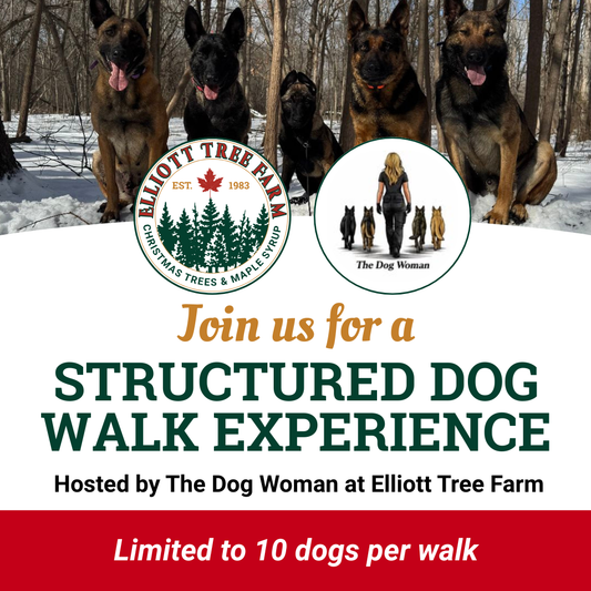 Structured Dog Walk Experience in collaboration with The Dog Woman