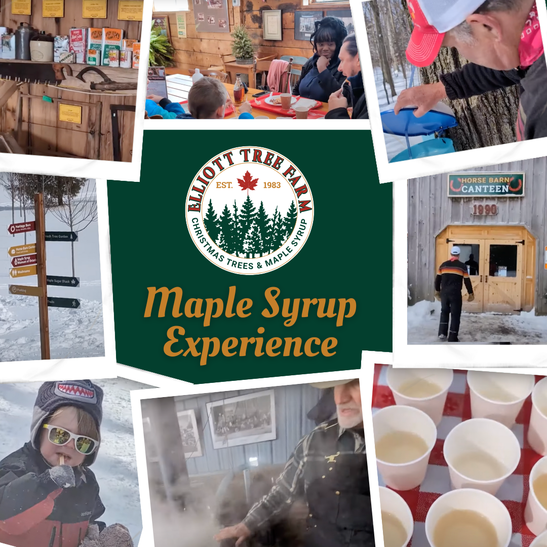 2026 Maple Syrup Experience