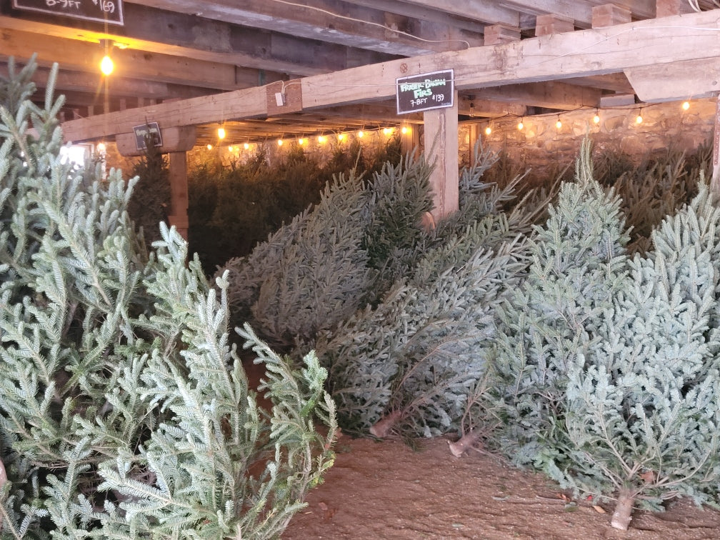 7-8ft Fresh Cut Fir Christmas Tree