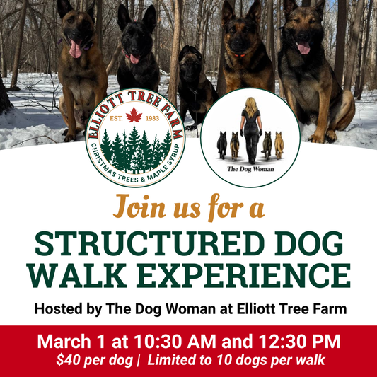 Structured Dog Walk Experience in collaboration with The Dog Woman