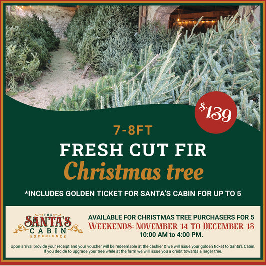 7-8ft Fresh Cut Fir Christmas Tree